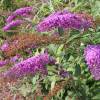 Planta prohibida en Espaa-Budelia 'Nanho purple'