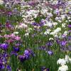 Iris japons 'Dainagon'