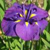 Iris japons 'Gei-sho-mi'