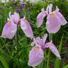 Iris japons 'Momozomo'