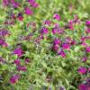 Salvia Violette de Loire  'barsal'