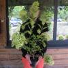 Hortensia de panculas 'Limelight'