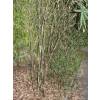 Bamb Pleioblastus chino