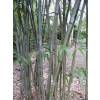 Bamb Bashania fargesii