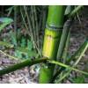 Bamb Phyllostachys aurea F I