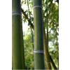Bamb Phyllostachys viridis h.