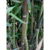 Bamb Phyllostachys nuda localis