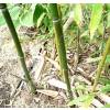 Bamb Phyllostachys stimulosa