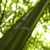Bamb Phyllostachys viridiglau.