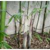 Bamb Phyllostachys viridiglau.