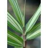 Bamb Pleioblastus variegatus