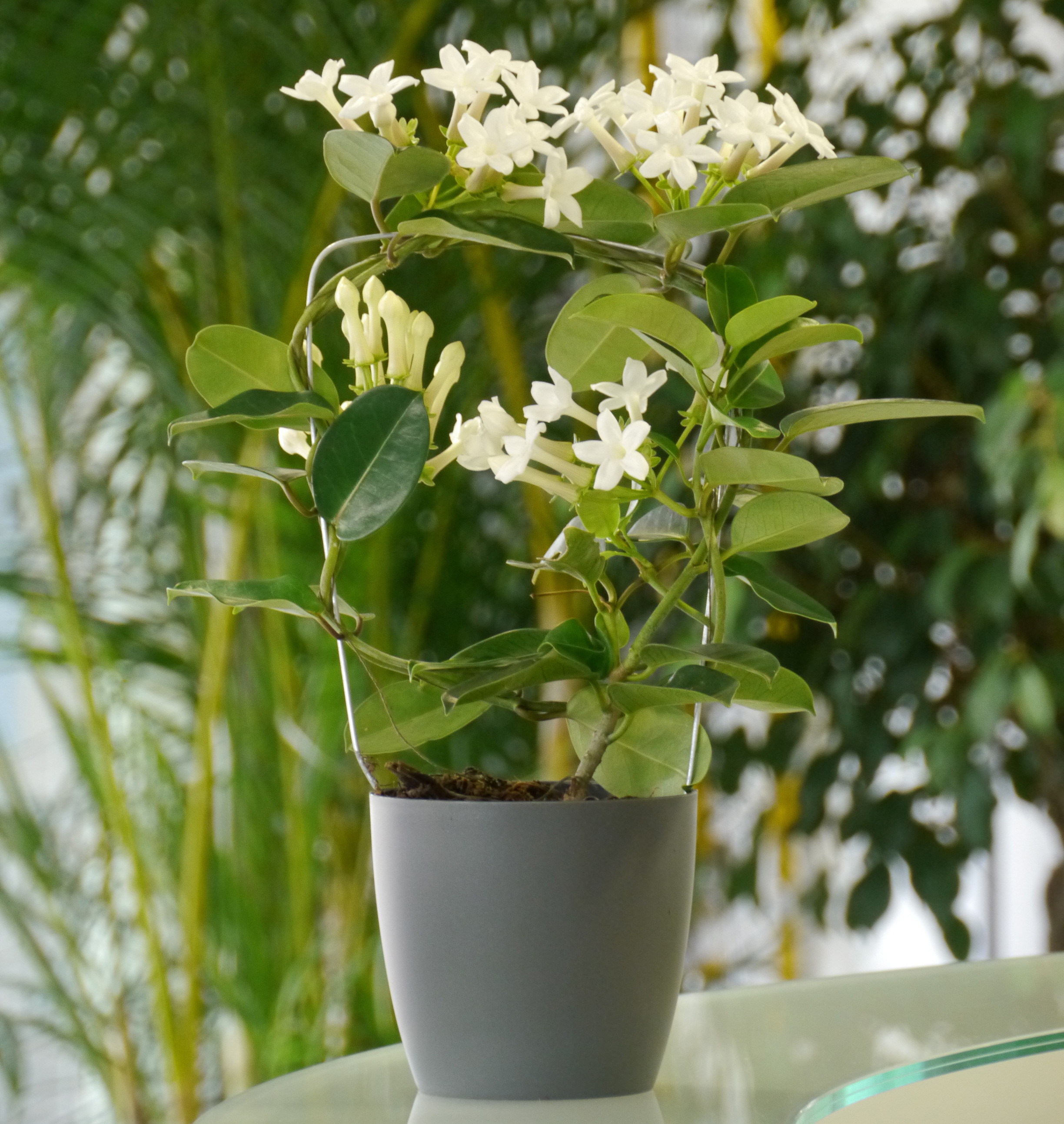 Jazmín de Madagascar venta Jazmín de Madagascar Stephanotis floribunda